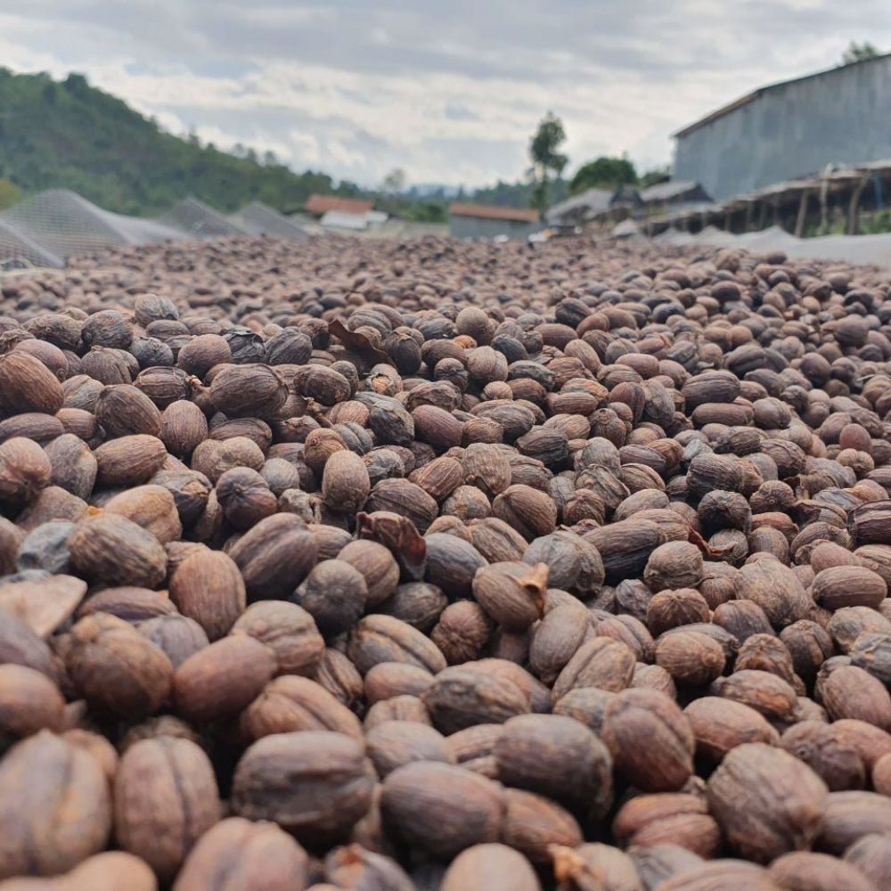 Fair Trade Bio ziarna kawy Etiopia Sidamo 1 kg
